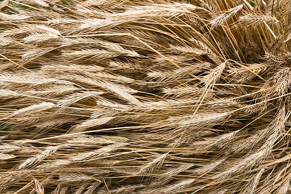 Lake Metroparks Fall Harvest Festival