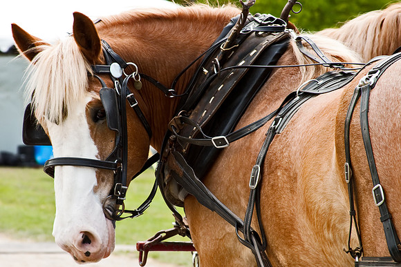LAKEMP_Horsefest_2011_0044_High_Res