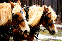 Animals