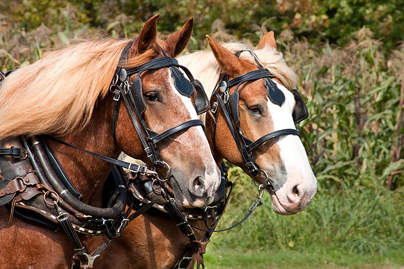 LAKEMP_Fall_Harvest_Festival_and_Antitque_Tractor_Show_2011_0177_High_Res