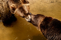 Animals