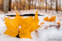 Chapin_Forest_11-10-2018_0086_HDR_Low_Res