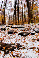 Chapin_Forest_11-10-2018_0094_HDR_Low_Res