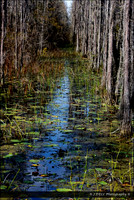 GA_Valdosta_Grand_Bay_WMA_7_Low_Res