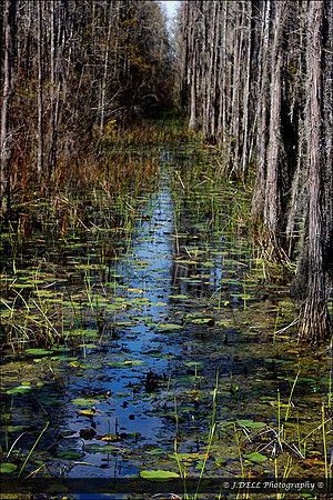 GA_Valdosta_Grand_Bay_WMA_7_Low_Res