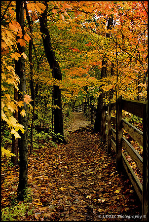 LAKEMP_Chapin_Forest_Scenic_Fence_Low_Res