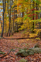 Fall_Colors_Chapin_Forest_2017_0046_HDR_Low_Res