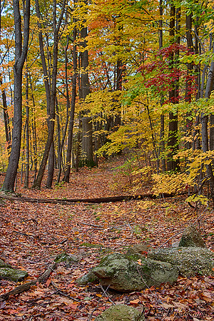 Fall_Colors_Chapin_Forest_2017_0046_HDR_Low_Res