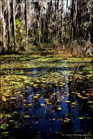 GA_Valdosta_Grand_Bay_WMA_6_Low_Res