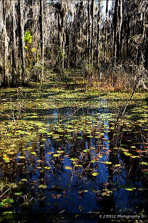 GA_Valdosta_Grand_Bay_WMA_6_Low_Res
