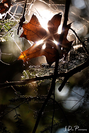 LMP_Fall_Colors_Class_0046_Low_Res