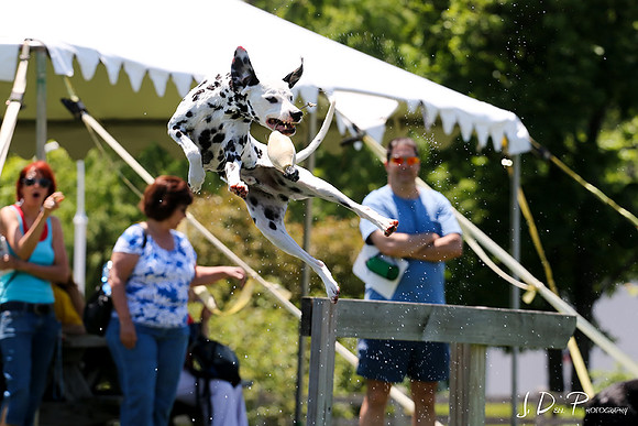 LMPWorking_Dog_Weekend_2014__0723_Low_Res