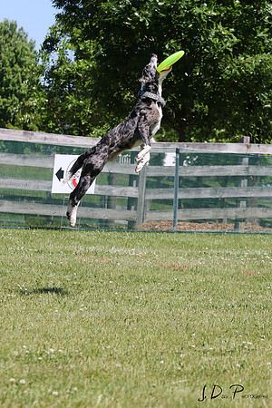 LMPWorking_Dog_Weekend_2014__0129_Low_Res
