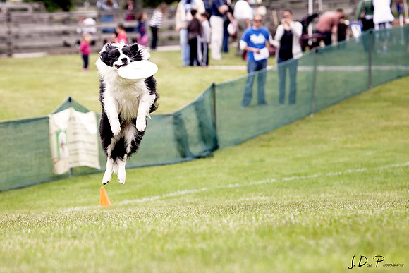 Working_Dog_Weekend_2013_0150_Low_Res