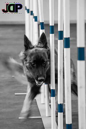 YC_YD_Dogs_in_Motion_0093_Low_Res