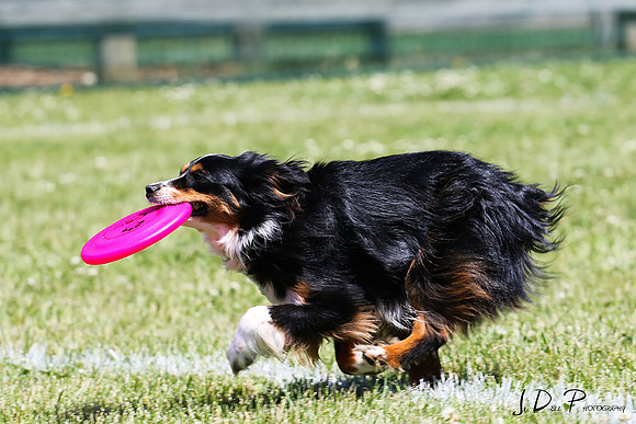 LMPWorking_Dog_Weekend_2014__0285_Low_Res
