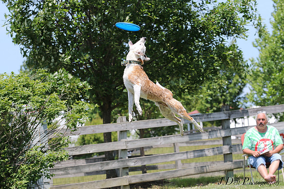 Working_Dog_Weekend_2016_0176_Low_Res