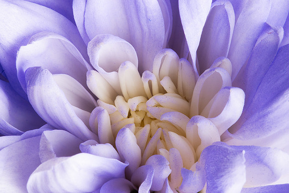 macro_purple_flowers_07-01-2018_0011_low_res
