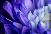 Macro
