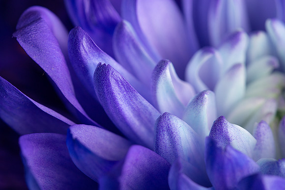 macro_purple_flower_07-02-2018_0007_low_res