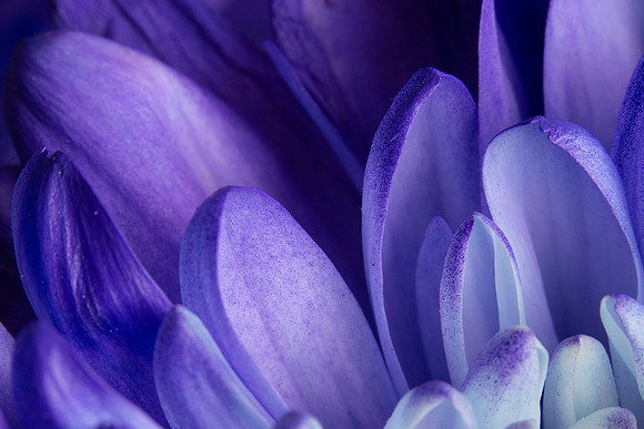 macro_purple_flower_07-02-2018_0017_low_res