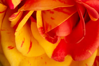 Macro