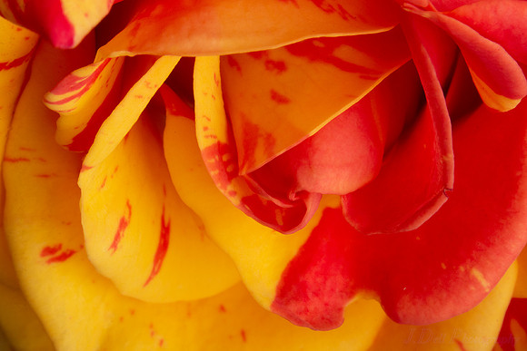 macro_mini_rose_07-16-2018_0028_low_res