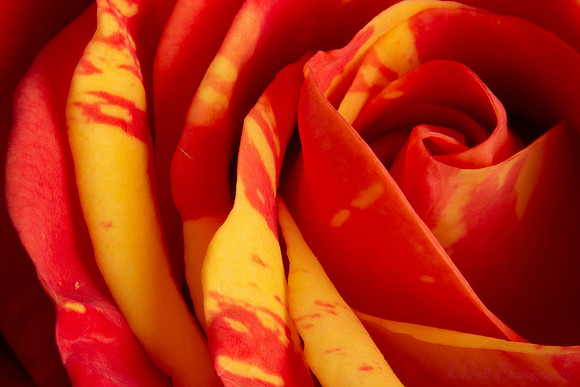 macro_mini_rose_07-28-2018_0006_low_res