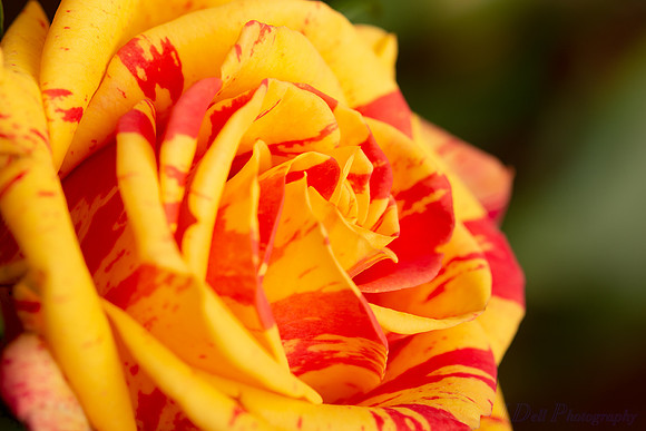 macro_mini_rose_07-16-2018_0016_low_res