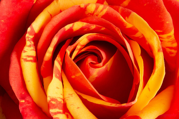 macro_mini_rose_07-28-2018_0003_low_res