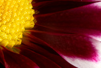 Macro