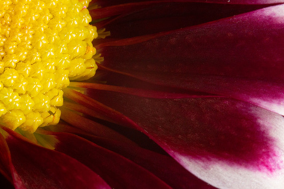 macro_flower_07-30-2018_0011_low_res