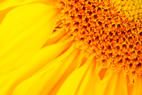 Macro
