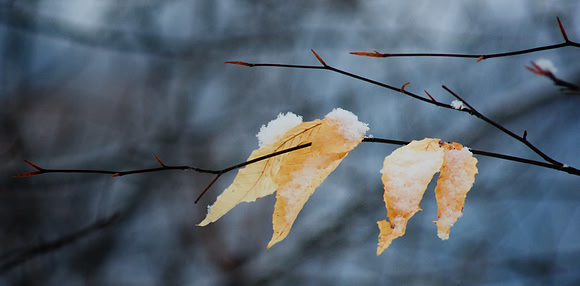J.Dell Photography